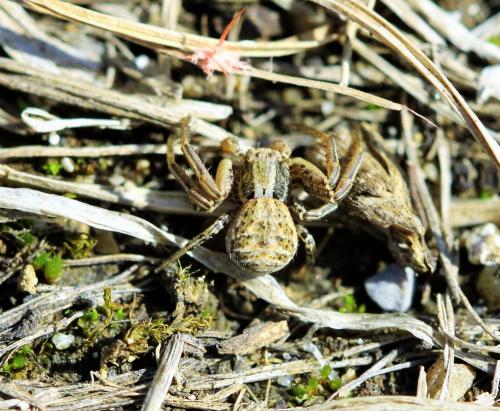 Xysticus sp.